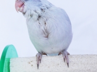 misty-chick-aug-4wks-15-sm