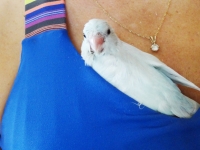 misty-chick-aug-4wks-16sm