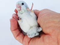 misty-chick-aug-4wks-1b-sm