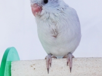 misty-chick-aug-4wks-2-sm