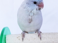 misty-chick-aug-4wks-3-sm