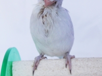 misty-chick-aug-4wks-4-sm