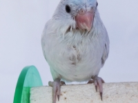 misty-chick-aug-4wks-5-sm