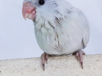 misty-chick-aug-4wks-6-sm