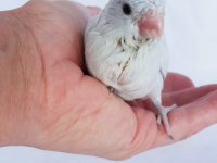 misty-chick-aug-4wks-9-sm