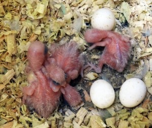 turquoise pied parrotlet chicks