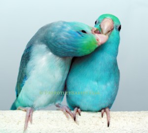 Turquoise and Turquoise Pied Parrotlets