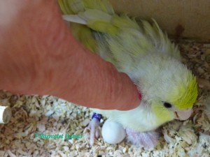 Misty - Female Dilute Blue Turquoise Lucida Parrotlet 2