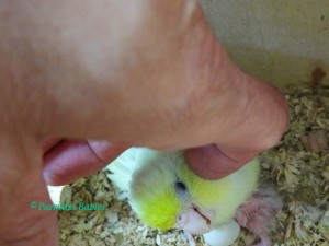 Misty - Female Dilute Blue Turquoise Lucida Parrotlet 4