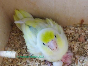 Misty - Female Dilute Blue Turquoise Lucida Parrotlet 