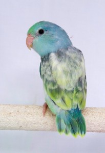 Turquoise Marbled Pied Lucida Female Parrotlet