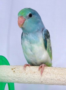 Turquoise Marbled Pied Lucida Female Parrotlet 2