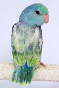Turquoise Marbled Pied Lucida Female Parrotlet 3