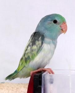 Turquoise Marbled Pied Lucida Female Parrotlet 4