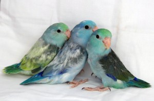 Turquoise & Blue Marbled Pieds and Turquoise Parrotlets