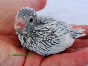 Dilute Blue (American White) Female Parrotlet Chick 2