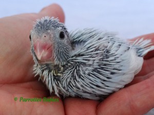 Dilute Blue (American White) Female Parrotlet Chick 3