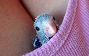 Female Dilute Blue Parrotlet Chick