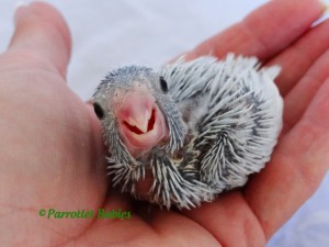 Dilute Blue (American White) Female Parrotlet Chick 1