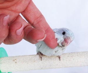 Baby Female Dilute Blue Parrotlet