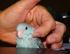Handfed Baby - Blue Female Parrotlet split Yellow 2