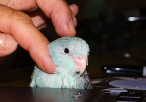 Handfed Baby - Blue Female Parrotlet split Yellow 4