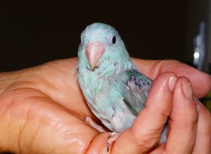 Handfed Baby - Blue Female Parrotlet split Yellow 5