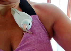 Female Dilute Blue (American White) Parrotlet 2