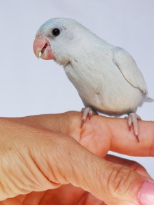 Female Dilute Blue (American White) Parrotlet 3