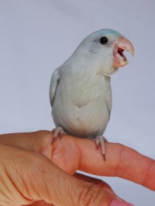 Female Dilute Blue (American White) Parrotlet 4