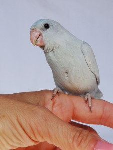 Female Dilute Blue (American White) Parrotlet 5