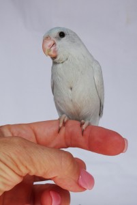Female Dilute Blue (American White) Parrotlet 6
