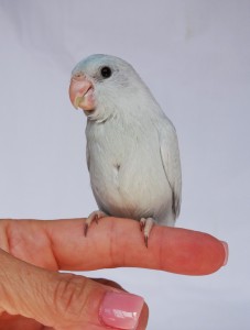 Female Dilute Blue (American White) Parrotlet 7