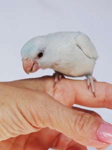 Female Dilute Blue (American White) Parrotlet 8
