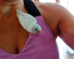 Female Dilute Blue (American White) Parrotlet