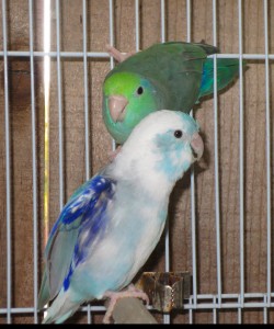 Heavy Blue Pied Male & Turquoise Lucida Hen