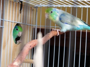 Turquoise Lucida Hen (Pictured with a Truquoise Pied Male)