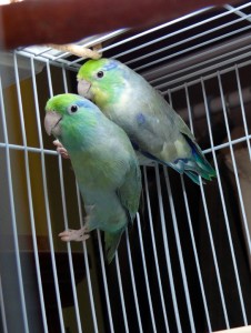 Turquoise Lucida Hen